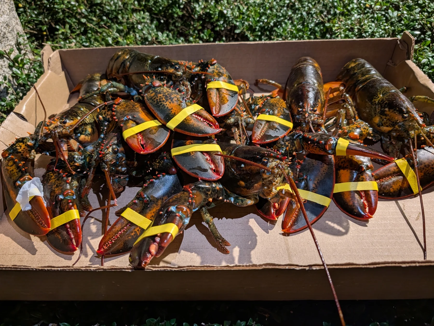 Fresh lobsters with yellow claw bands in a box outdoors